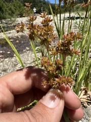 Juncus xiphioides, photograph (c) paulexcoff, some rights reserved (CC BY-SA)