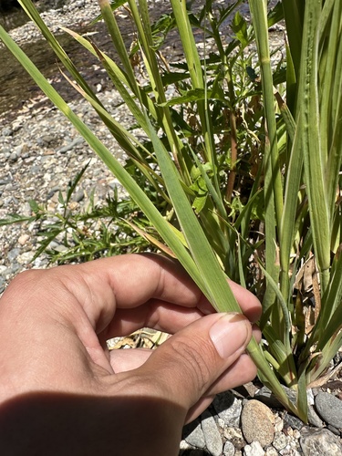 Juncus xiphioides, photograph 6