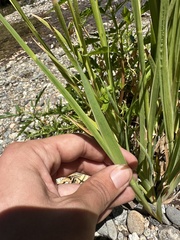 Juncus xiphioides, photograph (c) paulexcoff, some rights reserved (CC BY-SA)