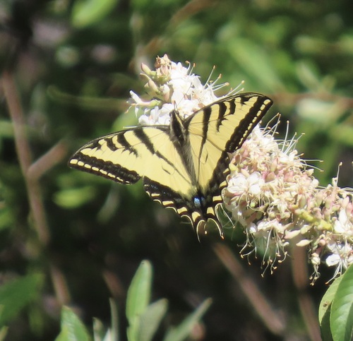 iNaturalist observation photo of Western Tiger Swallowtail