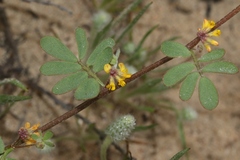 Acmispon micranthus