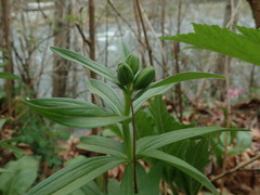 Lilium columbianum