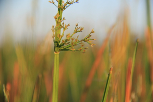 Cyperus haspan, photograph 4