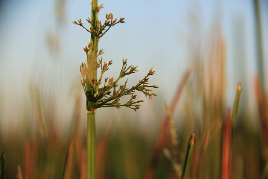 Cyperus haspan; photograph (c) Texas Bird Family, some rights reserved (CC BY)