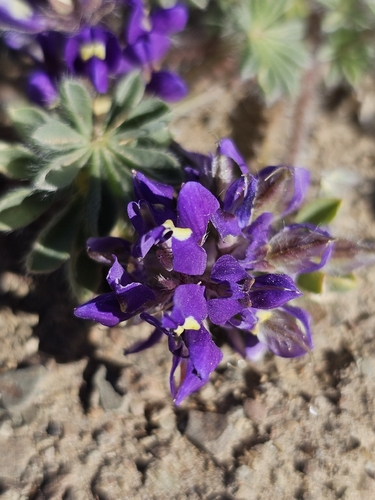 Lupinus flavoculatus, 2026-06-09