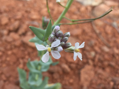 Thelypodiopsis elegans