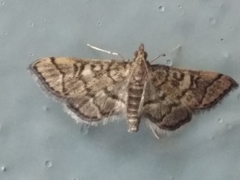 Blepharomastix ranalis