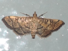 Blepharomastix ranalis