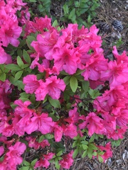 Rhododendron
