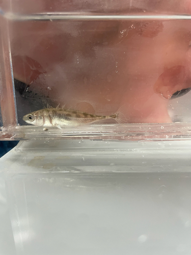 Ninespine Stickleback