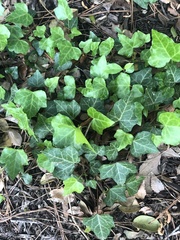 Hedera helix