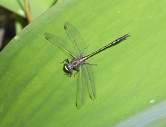 Phanogomphus diminutus