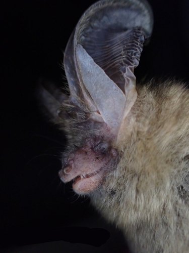 笹塒山のヒカリゴケ及びウサギコウモリ生息洞窟