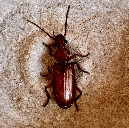 Flat-horned Ground Beetles