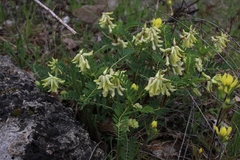 Astragalus crassicarpus trichocalyx