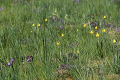 Fritillaria pudica
