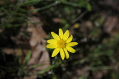 Crocidium multicaule