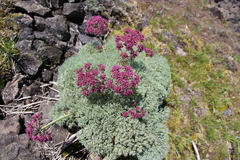 Lomatium columbianum