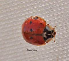 Harmonia axyridis