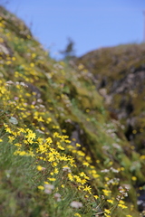 Crocidium multicaule
