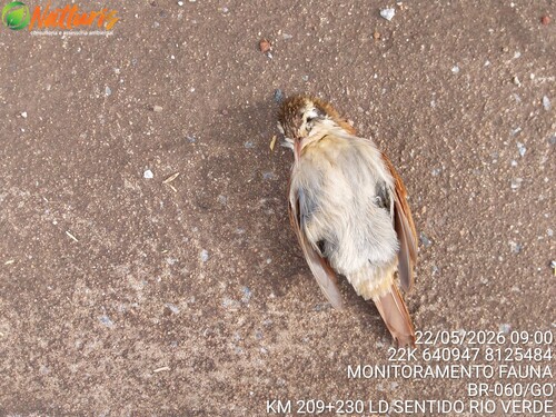 Narrow-billed Woodcreeper