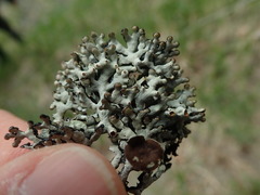 Hypogymnia apinnata