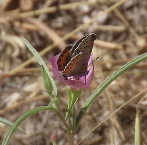 iNaturalist observation photo of Acmon Blue