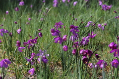 Olsynium douglasii douglasii