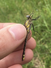 Hylogomphus abbreviatus