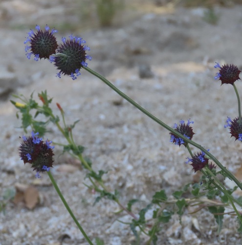 iNaturalist observation photo of Chia