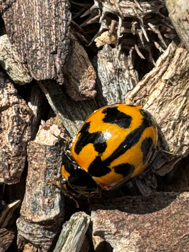 Small Transverse Ladybird Beetle