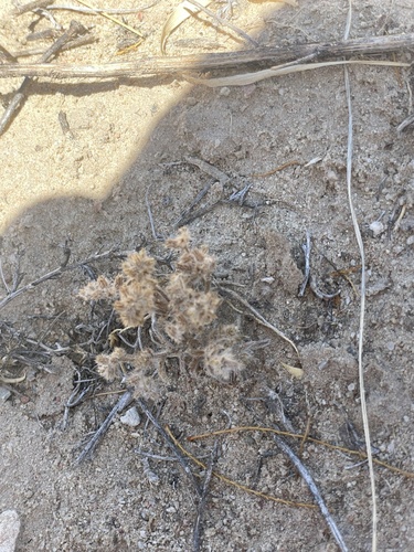 Thicksepal Cryptantha