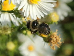 Melissodes druriellus