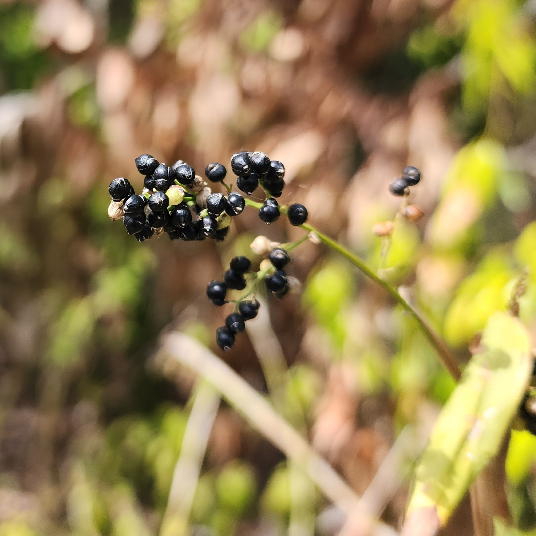 Lasiacis ruscifolia var. ruscifolia