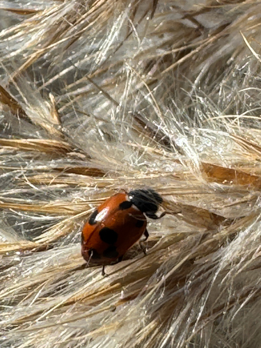 Variegated Lady Beetle