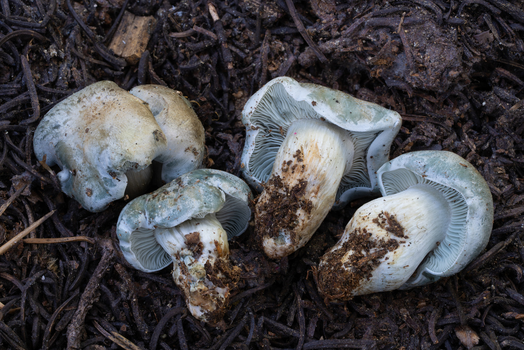 Hygrophorus caeruleus