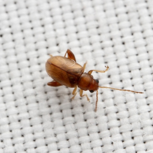 Glyptina