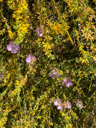 Diplacus linearis, photograph 4