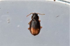 Mioptachys flavicauda