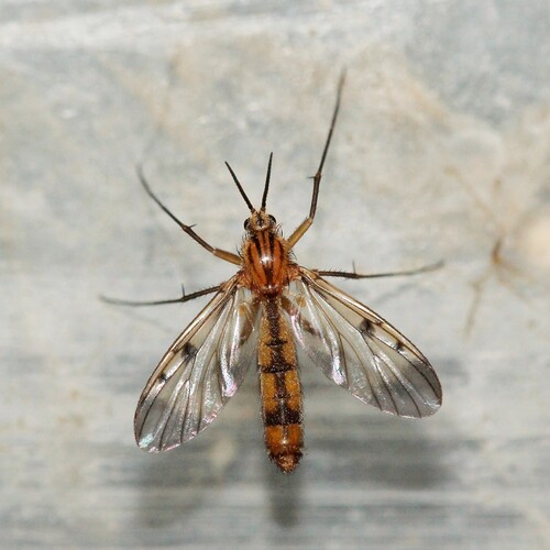 Neoempheria striata