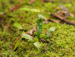 Notogrammitis billardierei