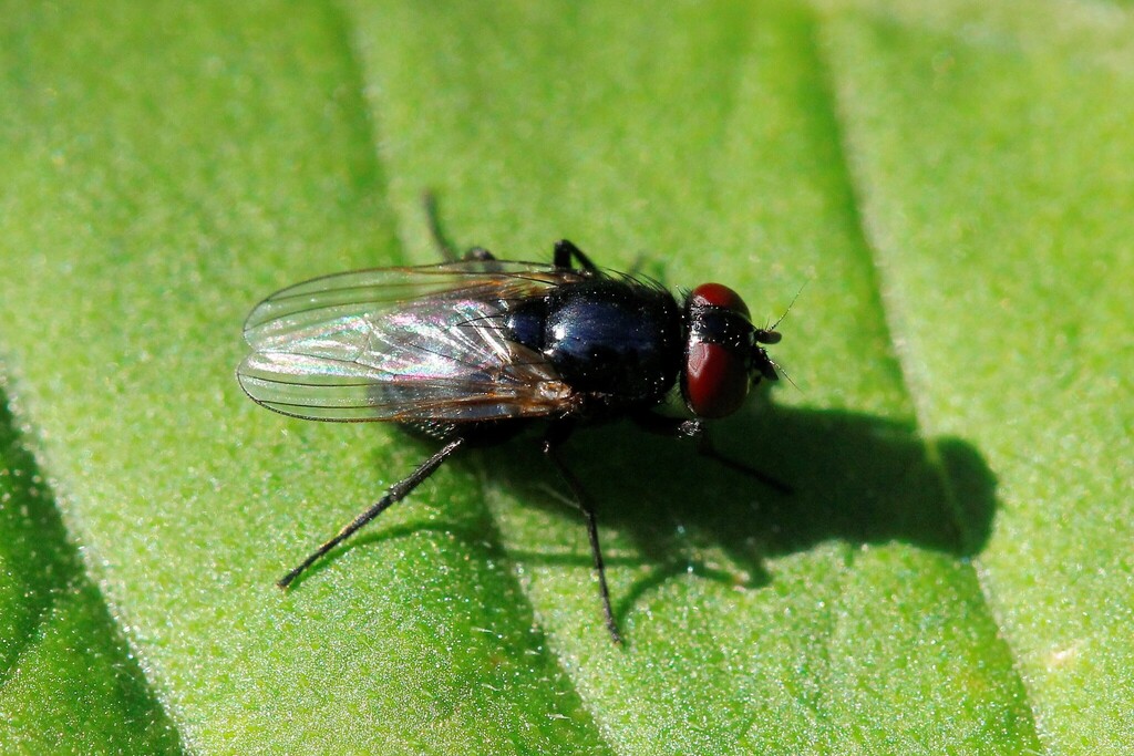 Hydrotaea ignava