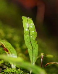 Notogrammitis billardierei