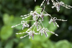 Dendrobium gouldii