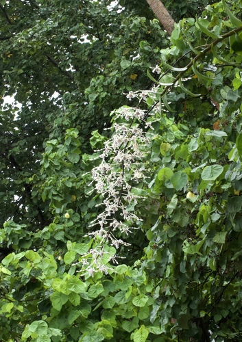 Dendrobium gouldii, photograph 1