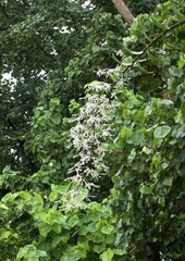 Dendrobium gouldii, photograph (c) bukoba_steve, some rights reserved (CC BY)