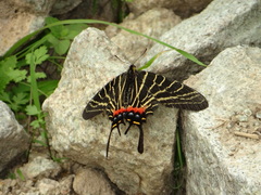 Bhutanitis thaidina