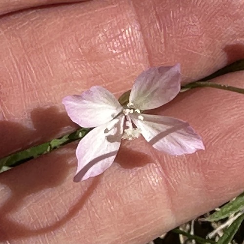 iNaturalist observation photo of Ramona Clarkia