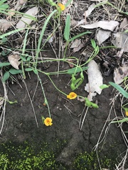 Zornia dyctiocarpa