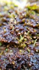 Ptilidium pulcherrimum